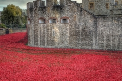 Blood-swept lands Tower of London-4