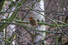 London Wetland Centre-1