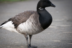 London Wetland Centre-2