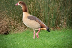 London Wetland Centre-3