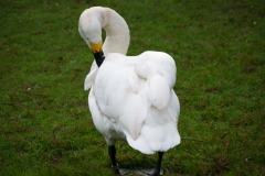 London Wetland Centre-4