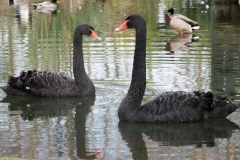 London Wetland Centre-5