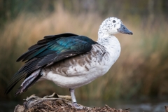 London Wetland Centre-6