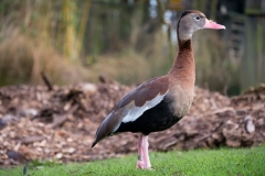 London Wetland Centre-7